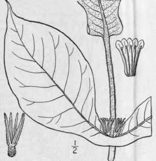 1 Triosteum Perfoliatum L Fever Wort Horse Gentian 643