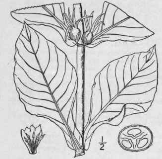 1 Triosteum Perfoliatum L Fever Wort Horse Gentian 644