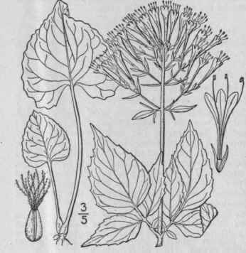 1 Valeriana Pauciflora Michx Large Flowered Valeri 666