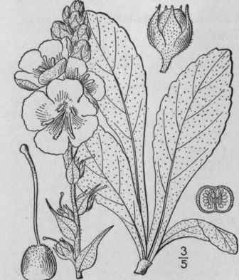 1 Verbascum Thapsus L Great Mullen Velvet Or Mulle 407