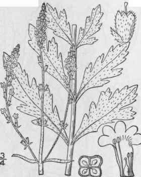 1 Verbena Officinalis L European Vervain Herb Of T 223