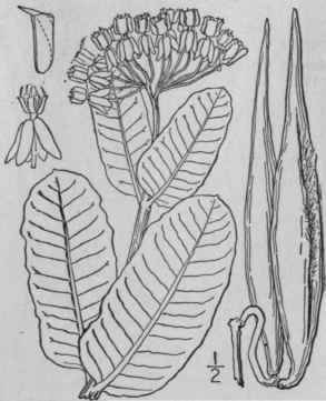 10 Asclepias Amplexicaulis J E Smith Blunt Leaved 63