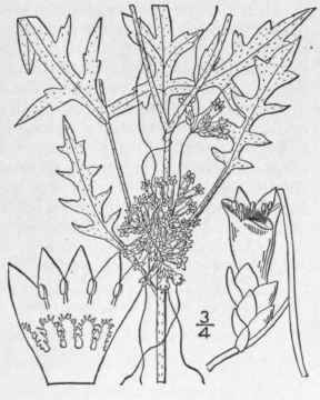 10 Cuscuta Cuspidata Engelm Cuspidate Dodder 122