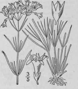 10 Houstonia Angustifolia Michx Narrow Leaved Hous 592