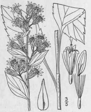 10 Solidago Macrcphylla Pursh Large Leaved Golden 893