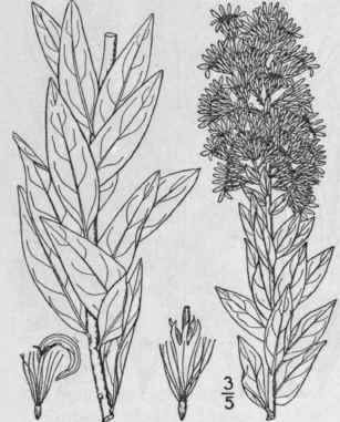 10 Solidago Macrcphylla Pursh Large Leaved Golden 894