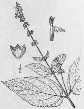 10 Stachys Salvioides Small Sage Like Hedge Nettle 295