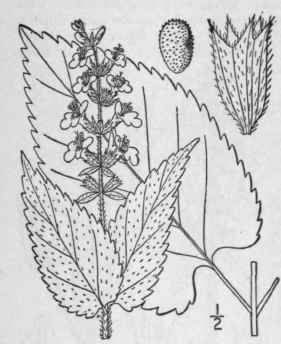 10 Stachys Salvioides Small Sage Like Hedge Nettle 296