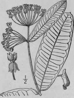 11 Asclepias Intermedia Vail Intermediate Milkweed 64