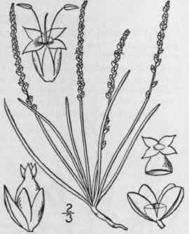 11 Plantago Pusilla Nutt Slender Plantain 579