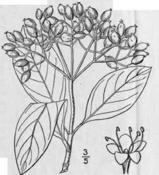 11 Viburnum Nudum L Larger Or Naked Withe Rod 638