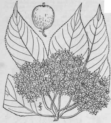 11 Viburnum Nudum L Larger Or Naked Withe Rod 639