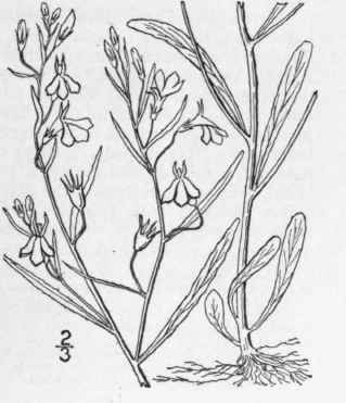 12 Lobelia Kalmii L Brook Or Kalm s Lobelia 710
