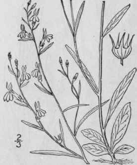 12 Lobelia Kalmii L Brook Or Kalm s Lobelia 711