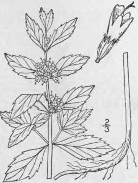 12 Mentha Gentilis L Creeping Or Downy Whorled Min 362