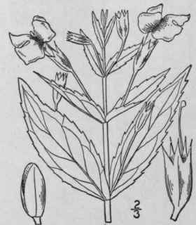 12 Mimulus L Sp Pl 634 1753 446
