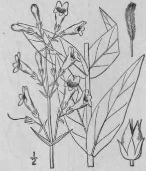 12 Pentstemon Grandinorus Nutt Large Flowered Bear 438