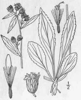 12 Solidago Cutleri Fernald Cutler s Alpine Golden 895