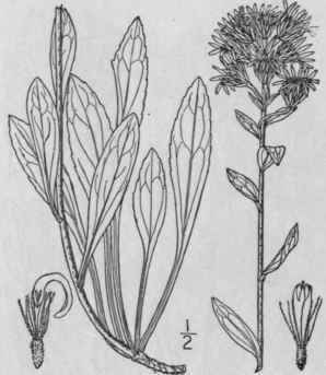 12 Solidago Cutleri Fernald Cutler s Alpine Golden 896