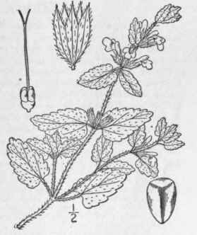 12 Stachys Arvensis L Corn Or Field Woundwort 297