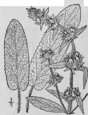 12 Stachys Arvensis L Corn Or Field Woundwort 298