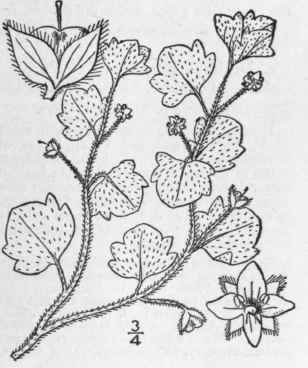 12 Veronica Hederaefolia L Ivy Leaved Speedwell 478