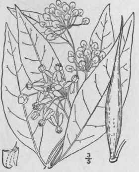 13 Asclepias Exaltata L Muhl Poke Or Tall Milkweed 66