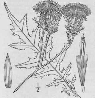 13 Cirsium Horridulum Michx Yellow Thistle 1320