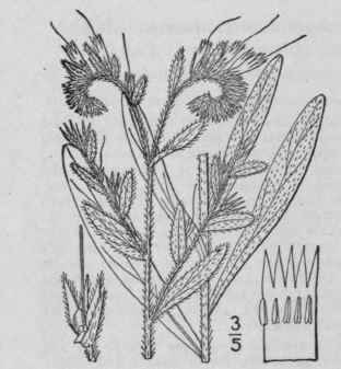 13 Onosmodium Michx Fl Bor Am 1 132 1803 213