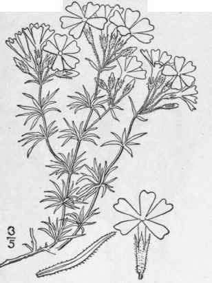 13 Phlox Subulata L Ground Or Moss Pink 137