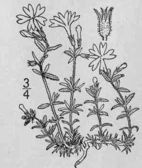 13 Phlox Subulata L Ground Or Moss Pink 138