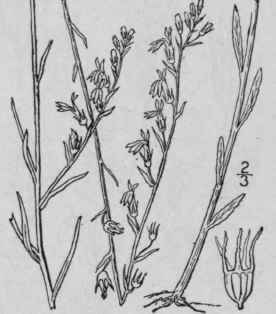 14 Lobelia Canbyi A Gray Canby s Lobelia 712