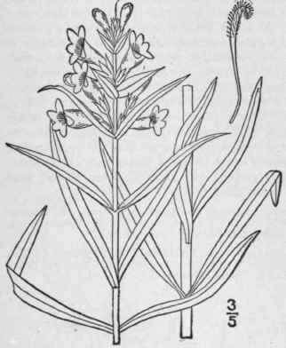 14 Pentstemon Glaber Pursh Large Smooth Beard Tong 440