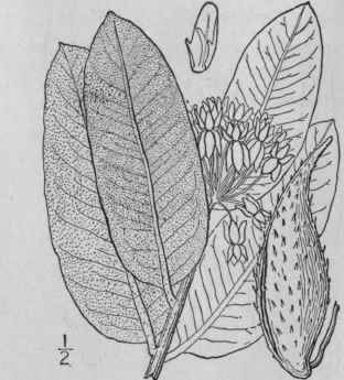 15 Asclepias Quadrifolia Jacq Four Leaved Milkweed 69