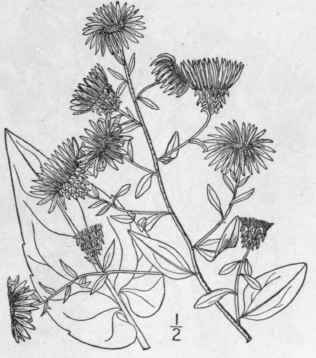 15 Aster Anomalus Engelm Many Rayed Aster 967