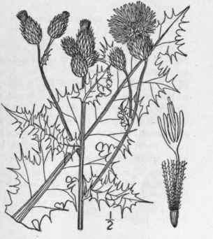 15 Cirsium Arvense L Scop Canada Thistle Creeping 1321