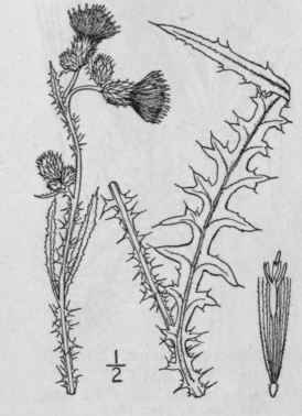 15 Cirsium Arvense L Scop Canada Thistle Creeping 1322