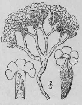 15 Phlox Bryoides Nutt Moss Phlox 139