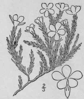 15 Phlox Bryoides Nutt Moss Phlox 140