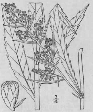 16 Artemisia Serrata Nutt Saw Leaf Mugwort 1257