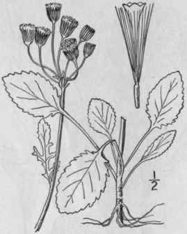 16 Senecio Aureus L Golden Ragwort Life Root Swamp 1297
