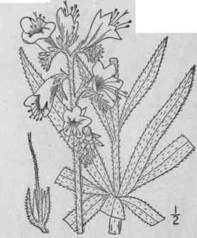 17 Echium Tourn L Sp Pl 139 1753 222