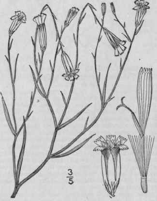 18 Lygodesmia D Don Edinb Phil Journ 6 311 1829 750