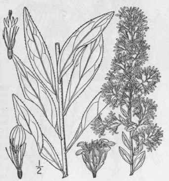 18 Solidago Rigidiuscula T G Porter Slender Showy 901