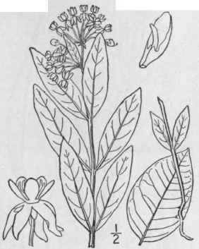 19 Asclepias Ovalifolia Dec Oval Leaved Or Dwarf M 72