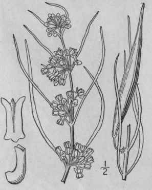 2 Acerates Angustifolia Nutt Dec Narrow Leaved Mil 81