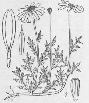 2 Anthemis Arvensis L Corn Or Field Camomile 1228