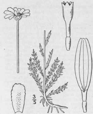2 Anthemis Arvensis L Corn Or Field Camomile 1229