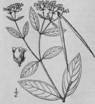 2 Apocynum Medium Greene Intermediate Dogbane 49