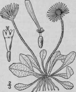 2 Bellis Perennis L European Or Garden Daisy Margu 942